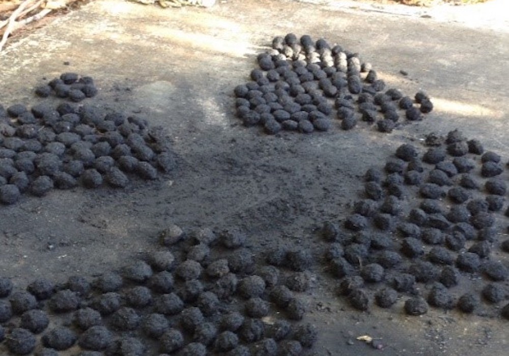 Preserving trees by making charcoal from paper litter | Global Sisters